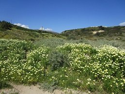 Diaskari Taverna, Diaskari beach - Analipsi, Makrigialos, Lasithi, Crete, Kreta
