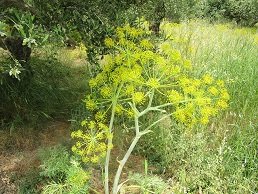 Byzantine church of Agios Georgios in Ano Viannou, Kreta, Crete