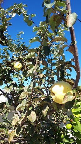 Lefkochori, Lefkohori, Heraklion, Kreta, Crete