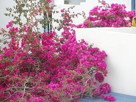 Milos, Soultana Apartments, Rooms and Studios in Pollonia