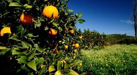 Argos Peloponnese Greece, Peloponnesos Griekenland