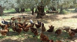 Milopotamos, Pilion, Pelion, Greece, Griekenland