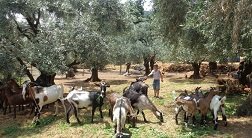 Milopotamos, Pilion, Pelion, Greece, Griekenland