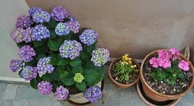 Kato Gatzea, Pilion, Pelion, Greece, Griekenland