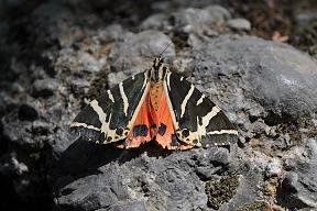 Rhodes Valley of the butterflies, Rhodos vlindervallei