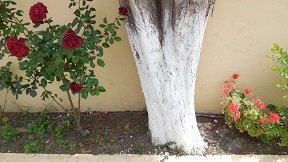 Rhodos Apolakkia