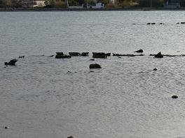 Salamis Greece, Griekenland