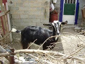 Samos, Agia Kyriaki