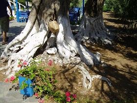 Samos, Balos Beach, Stella's Restaurant