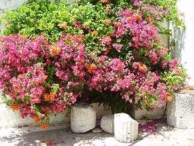Samos, Ireon