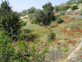 Samos, Koumaradei