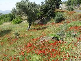 Samos, Koumaradei