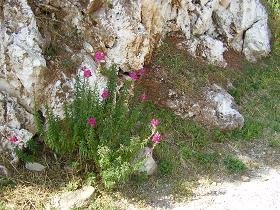 Samos, Koumaradei