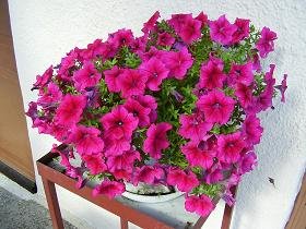 Samos, Koumaradei