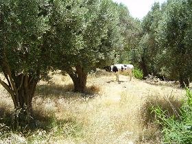 Samos, Koumeika