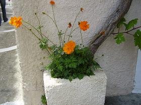 Samos, Mili, Myli