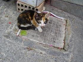 Samos, Mytilini