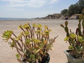 Taverna Panos, Monolithos Beach in Santorini
