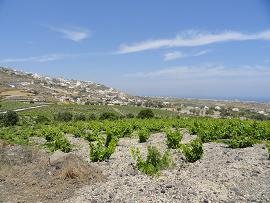 Exo Gonia & Messa Gonia in Santorini