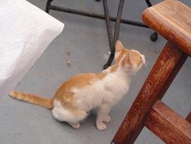 Cafe Bar Restaurant Spartacos in Athinios in Santorini