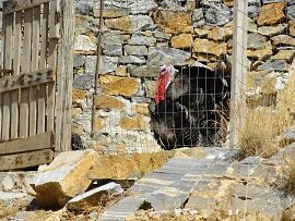 Sifnos