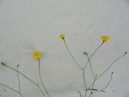 Sifnos