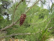 Achilli beach, Skyros