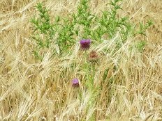 Achilli beach, Skyros