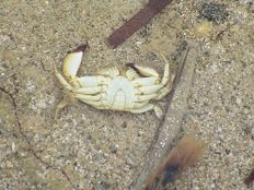 Gyrismata beach, Skyros