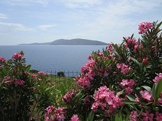 Linaria, Skyros