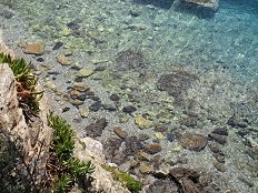 Linaria, Skyros