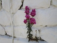 Manna Cafe & Eatery, Skyros Chora