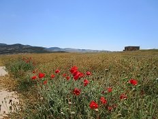 Palamari, Skyros