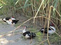 Molos beach, Magazia beach, Skyros