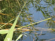 Molos beach, Magazia beach, Skyros