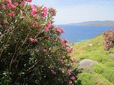 Kalamitsa beach, Skyros