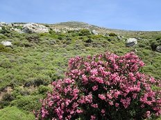 Kalamitsa beach, Skyros