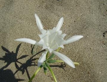 Agathopes Beach, Posidonia, Syros