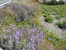 Thirassia, Thirasia