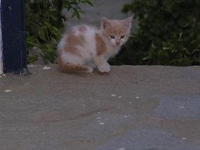 Tinos Griekenland, Tinos Greece
