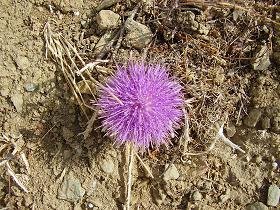 Tinos Griekenland, Tinos Greece